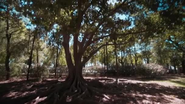 Arbre vert et aperçus du soleil — Video