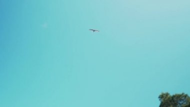 Martı mavi gökyüzünde uçar