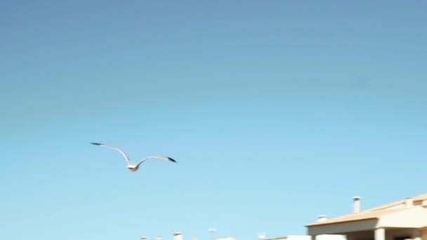 Zeemeeuw vliegt in de blauwe lucht en gebouwen — Stockvideo