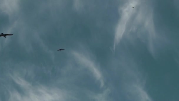 Fiskmåsar flyger i den blå himlen — Stockvideo