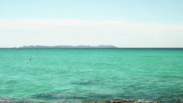 Zeemeeuw vliegt langs de turquoise zee — Stockvideo