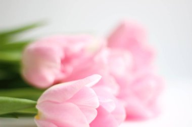 Soluk pembe lale buketi beyaz arka plan üzerinde. Sevgililer günü, Dünya Kadınlar günü çiçek hediyesi. Sevgililer günü zemin. Çiçekli sanat tasarım.