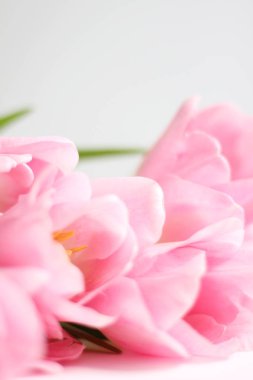 Soluk pembe lale buketi beyaz arka plan üzerinde. Sevgililer günü, Dünya Kadınlar günü çiçek hediyesi. Sevgililer günü zemin. Çiçekli sanat tasarım.