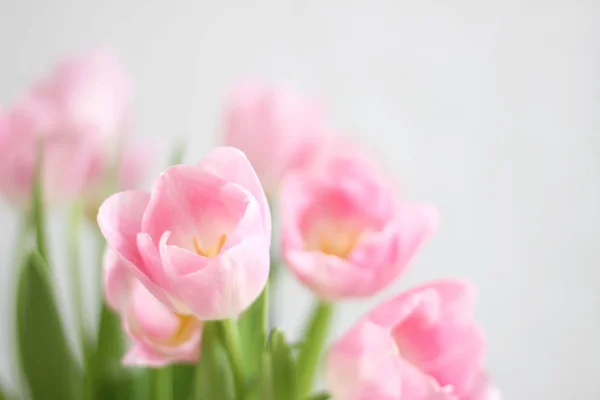 Boeket Van Pale Roze Tulpen Witte Achtergrond Aftelkalender Voor Valentijnsdag Stockafbeelding