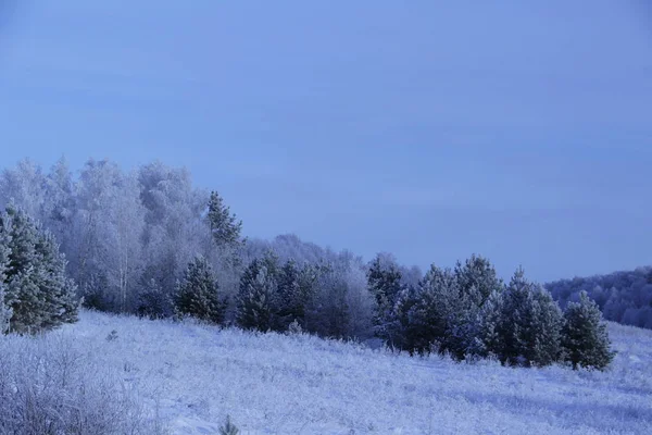 ağaçlar ve çim kış aylarında karla kaplı