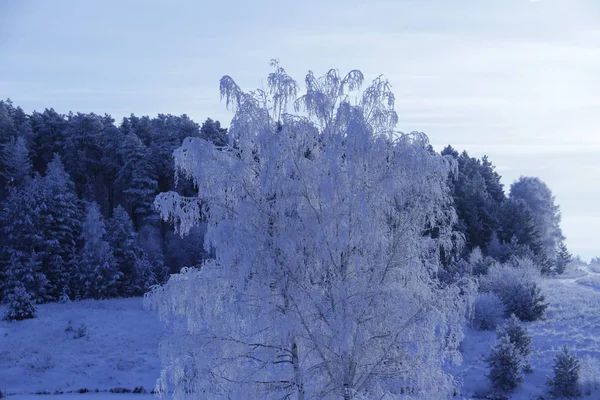 ağaçlar ve çim kış aylarında karla kaplı