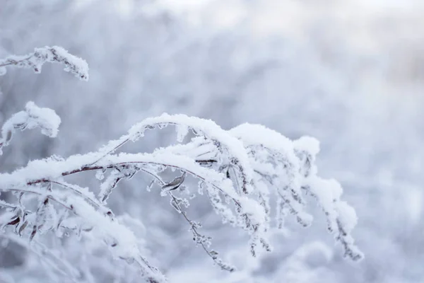 Bomen Gras Bedekt Met Sneeuw Winter — Stockfoto