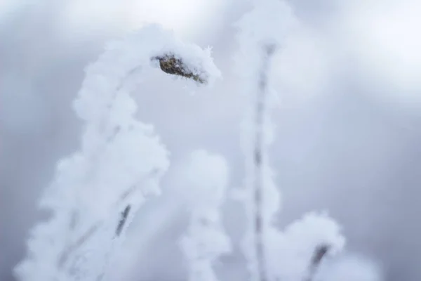 Alberi Erba Coperti Neve Inverno — Foto Stock