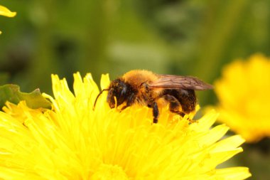 sarı bir karahindiba üzerinde arı toplama nektar