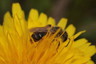 sarı bir karahindiba üzerinde arı toplama nektar