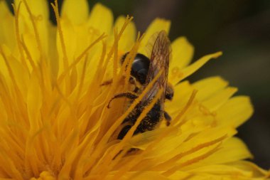 sarı bir karahindiba üzerinde arı toplama nektar