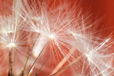 olgun karahindiba yakın