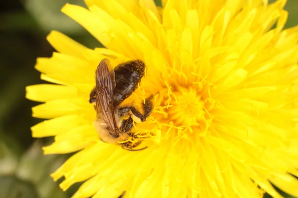 sarı bir karahindiba üzerinde arı toplama nektar