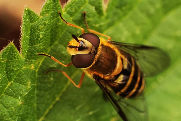 Sinek Hover Bir Wasp Gibi Görünüyor — Stok fotoğraf