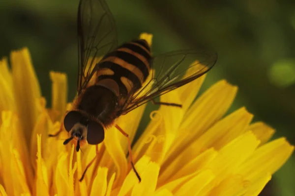 sinek hover bir wasp gibi görünüyor
