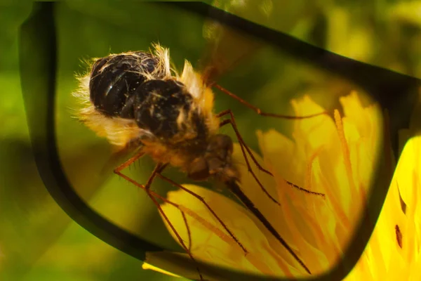 güneş gözlüğü ile uzun bir gövde ile büyük siyah sinek