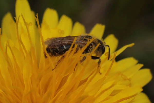 sarı bir karahindiba üzerinde arı toplama nektar