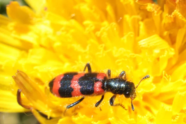 Rojo Con Escarabajo Rayas Negro Cerca — Foto de Stock
