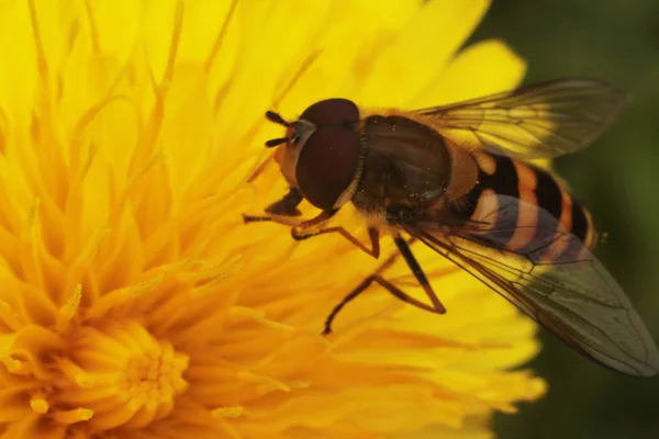 sinek hover bir wasp gibi görünüyor