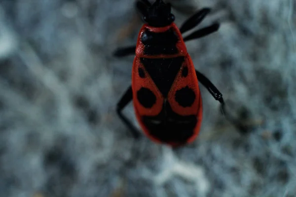 kırmızı knocker yakın
