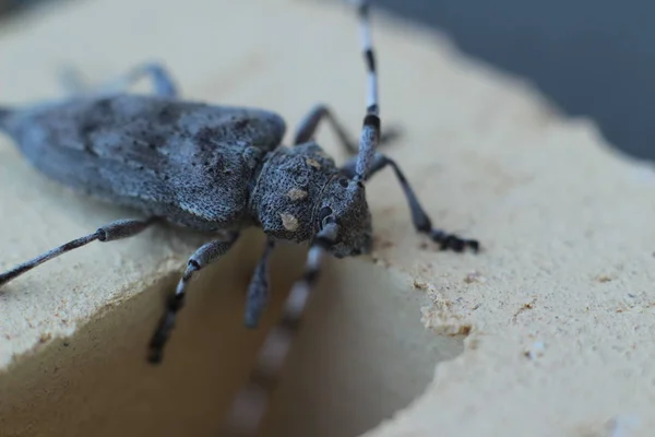 barbel böceği yakın çekim