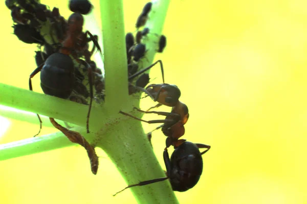 karıncalar yaprak bitleri ile işbirliği
