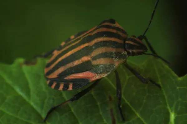 yeşil bir yaprak üzerinde çizgili hata