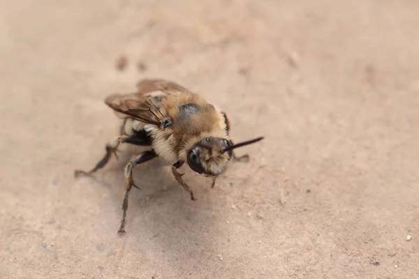 Пчела Сером Фоне — стоковое фото