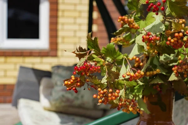 bir bahçede viburnum dalları ile buket