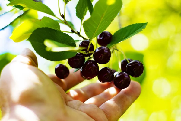 el kiraz ile şube uzanır