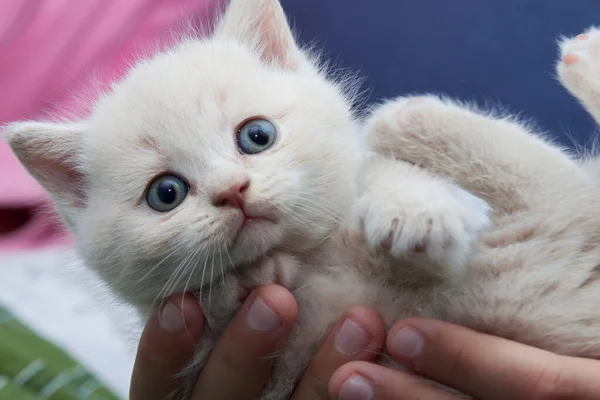 Británico pequeño gatito agarre en sus manos — Foto de Stock