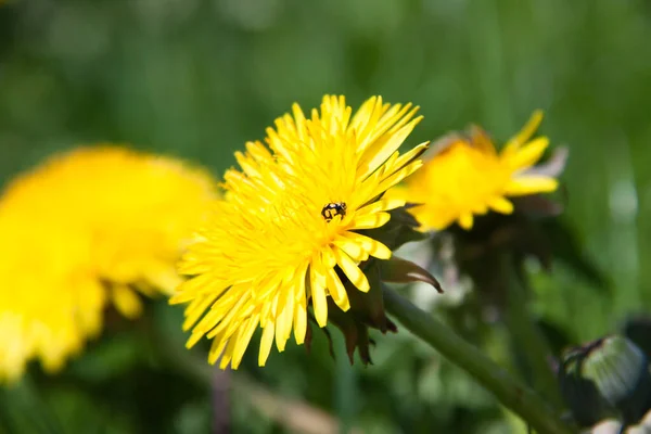 Young dandelions grow in the meadow — Stock Photo, Image