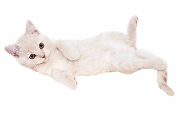 İngiliz Shorthair kedi yavrusu Açık krem renginde.