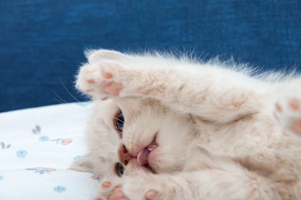 Un pequeño British Shorthair gatito levantó sus patas en el aire — Foto de Stock