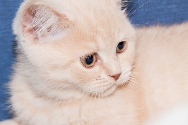 İngiliz Shorthair kedi yavrusu Açık krem renginde.