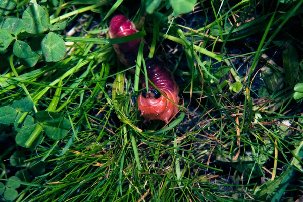 La chenille aux couleurs vives se glisse sur une herbe — Photo