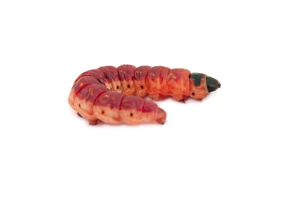 Bright colourful caterpillar on a white background Stock Photo