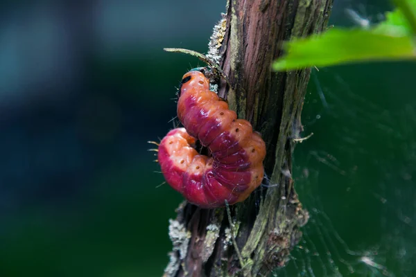 La chenille aux couleurs vives se glisse sur un arbre — Photo