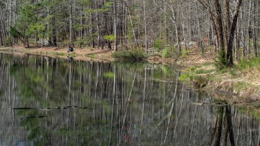 Göl'yansıtan ağaçlar