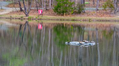 arka plan su ve pembe sandalyede renkli yansımalar çevrili Gölü içinde bir kaya üzerinde siting kaplumbağaları