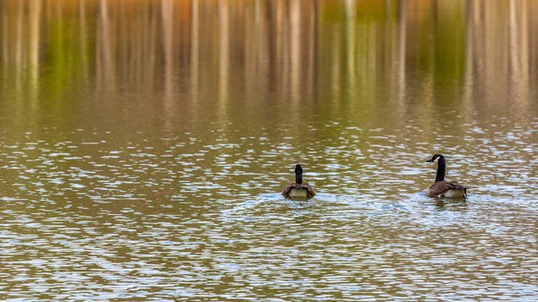 Dois Gansos Uma Lagoa Cercada Pelo Reflexo Das Cores Outono — Fotografia de Stock