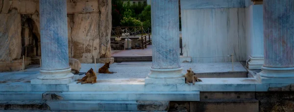 Tres Perros Tirados Suelo Ruinas Antigua Biblioteca Romana Atenas — Foto de Stock