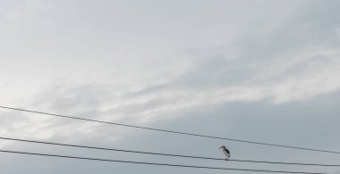 Arka planda gökyüzü bir tel üzerinde kuş duran