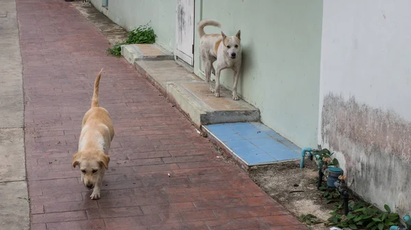 Twee Honden Wandelen Alley — Stockfoto