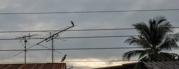 Vogel Steht Auf Dach Und Antenne Thailand — Stockfoto