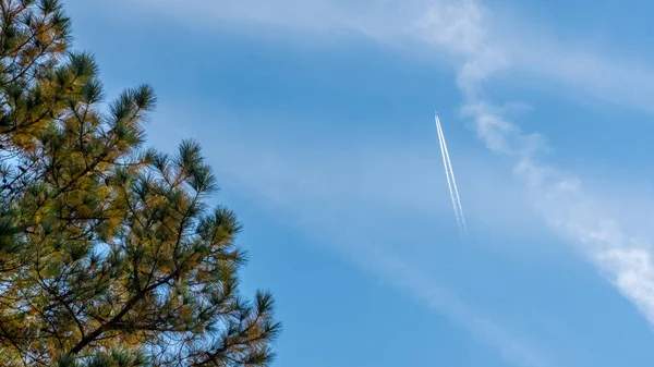 Vliegtuig Met Routes Vliegen Hign Hemel Met Naaldboom Voorgrond — Stockfoto