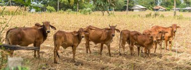 Tayland'da uzun kulaklı sığır sürüsi