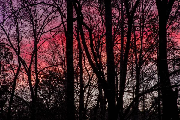 Pôr do sol colorido com silhuetas de árvores — Fotografia de Stock