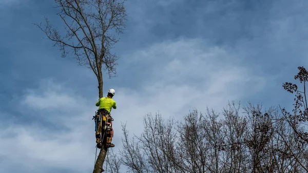 Man i träd med motorsåg — Stockfoto