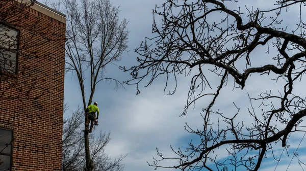 Hombre en árbol con motosierra — Foto de Stock